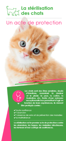  Le chat, animal domestique, la stérélisation des chats est un acte de protection.