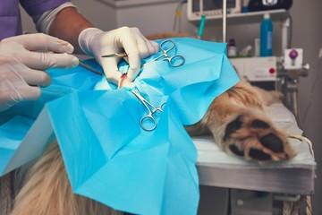 Vétérinaire chirurgie pour chien à Criel-sur-Mer