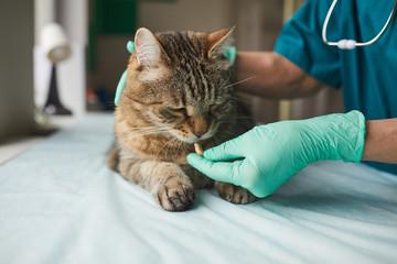 Prise en charge chirurgie de votre chat à Dieppe