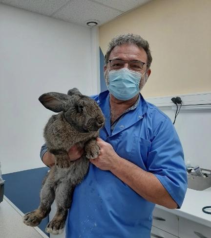 Vétérinaire pour lapin près de Dieppe